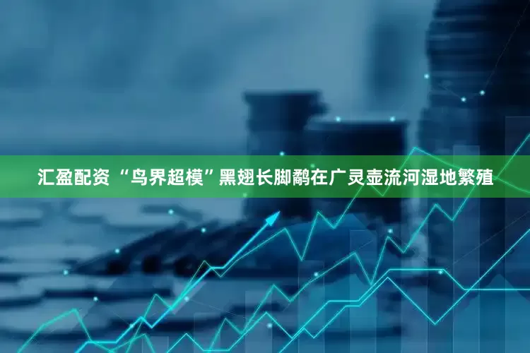 汇盈配资 “鸟界超模”黑翅长脚鹬在广灵壶流河湿地繁殖